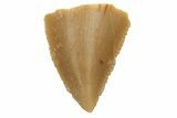 Serrated, Raptor Tooth Tip - Real Dinosaur Tooth #230824-1